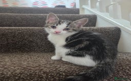 Mixed Breed cats for sale: Two beautiful girls. Ready to leave Saturday  - Image 22