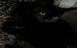 Mixed Breed cats for sale: 6 mixed breed / british shorthair kittens - Image 15