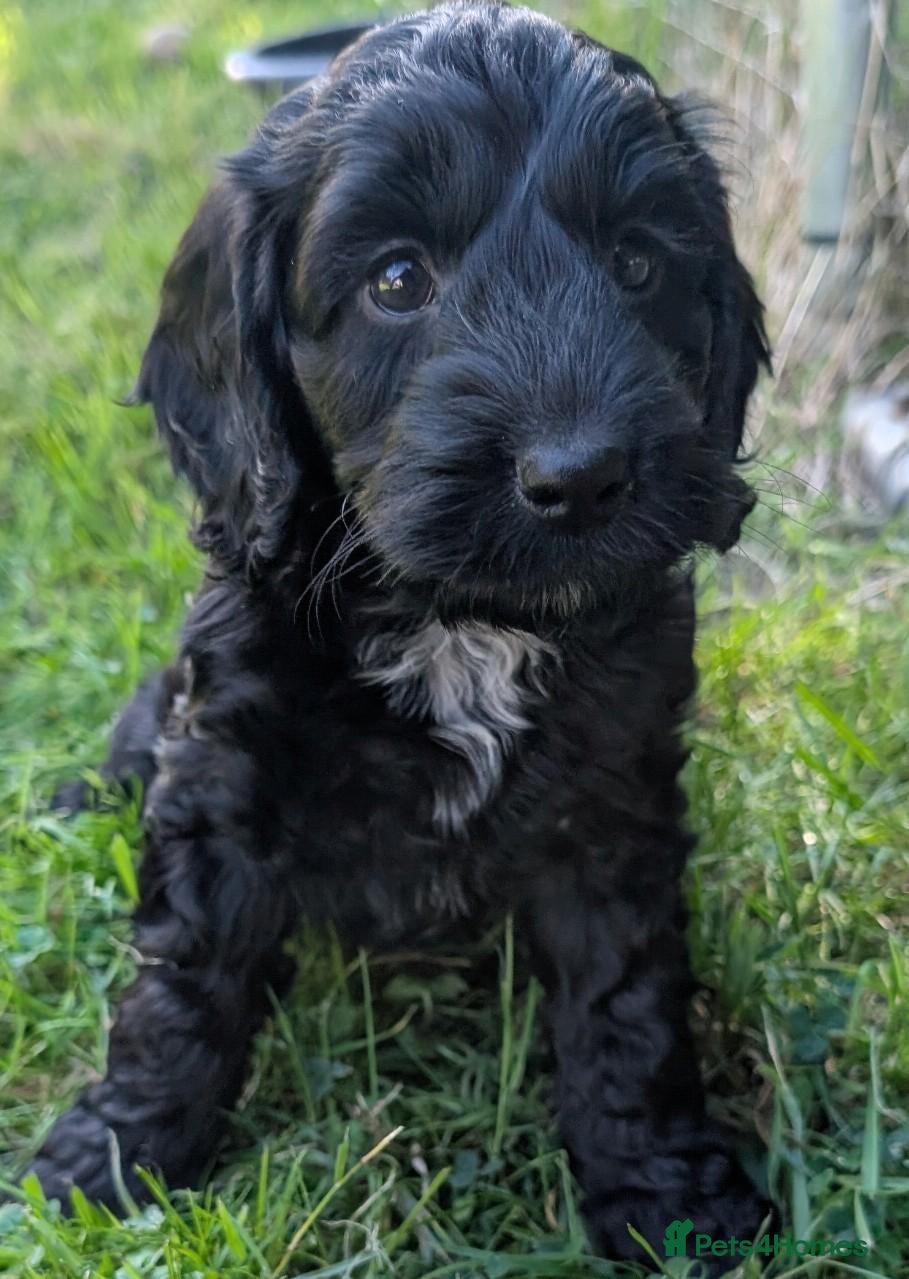 Cockapoo dogs Licensed breeder, health tested F1 cockapoos - Advert 1