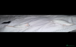 Ragdoll cats for sale: Beautiful Ragdoll kittens  - Image 4