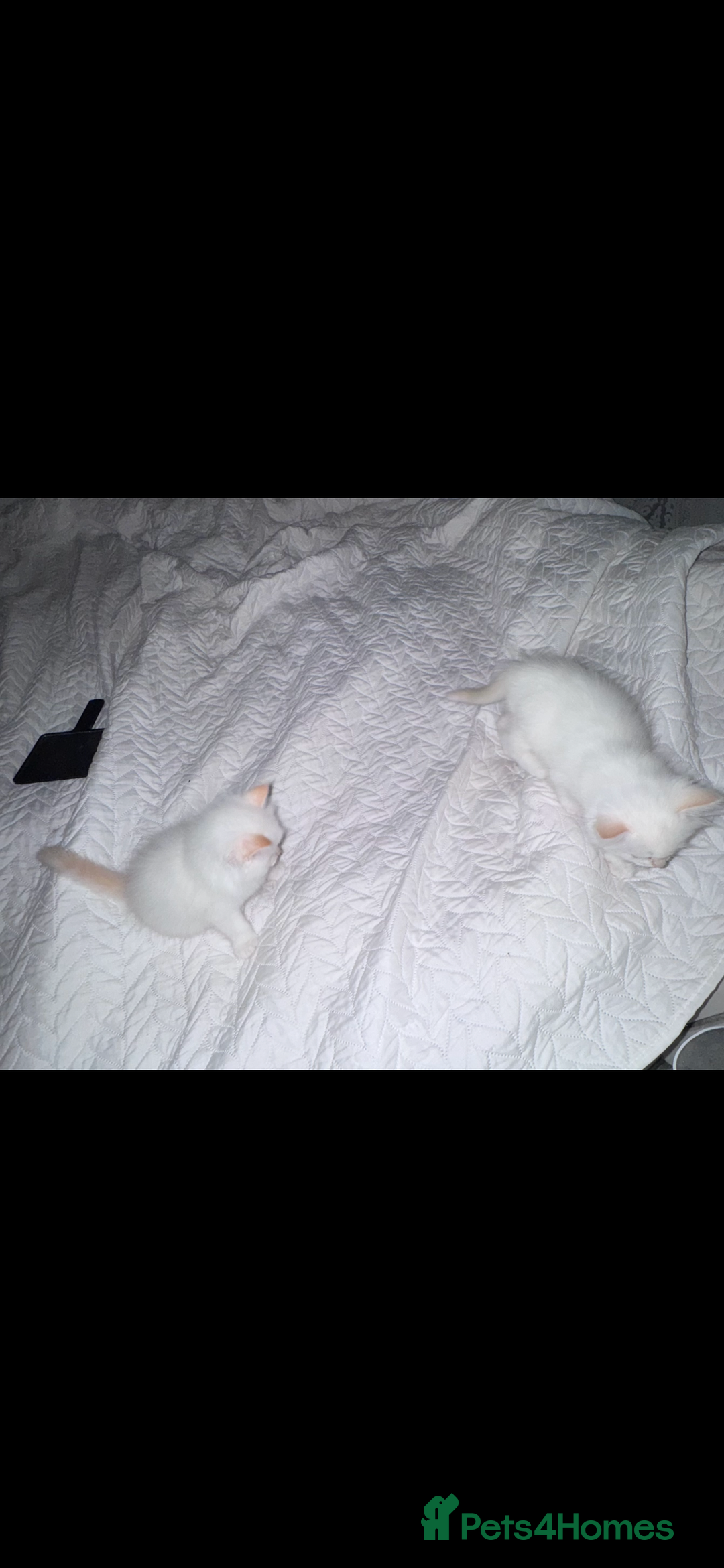 Ragdoll cats for sale: Beautiful Ragdoll kittens  - Image 4