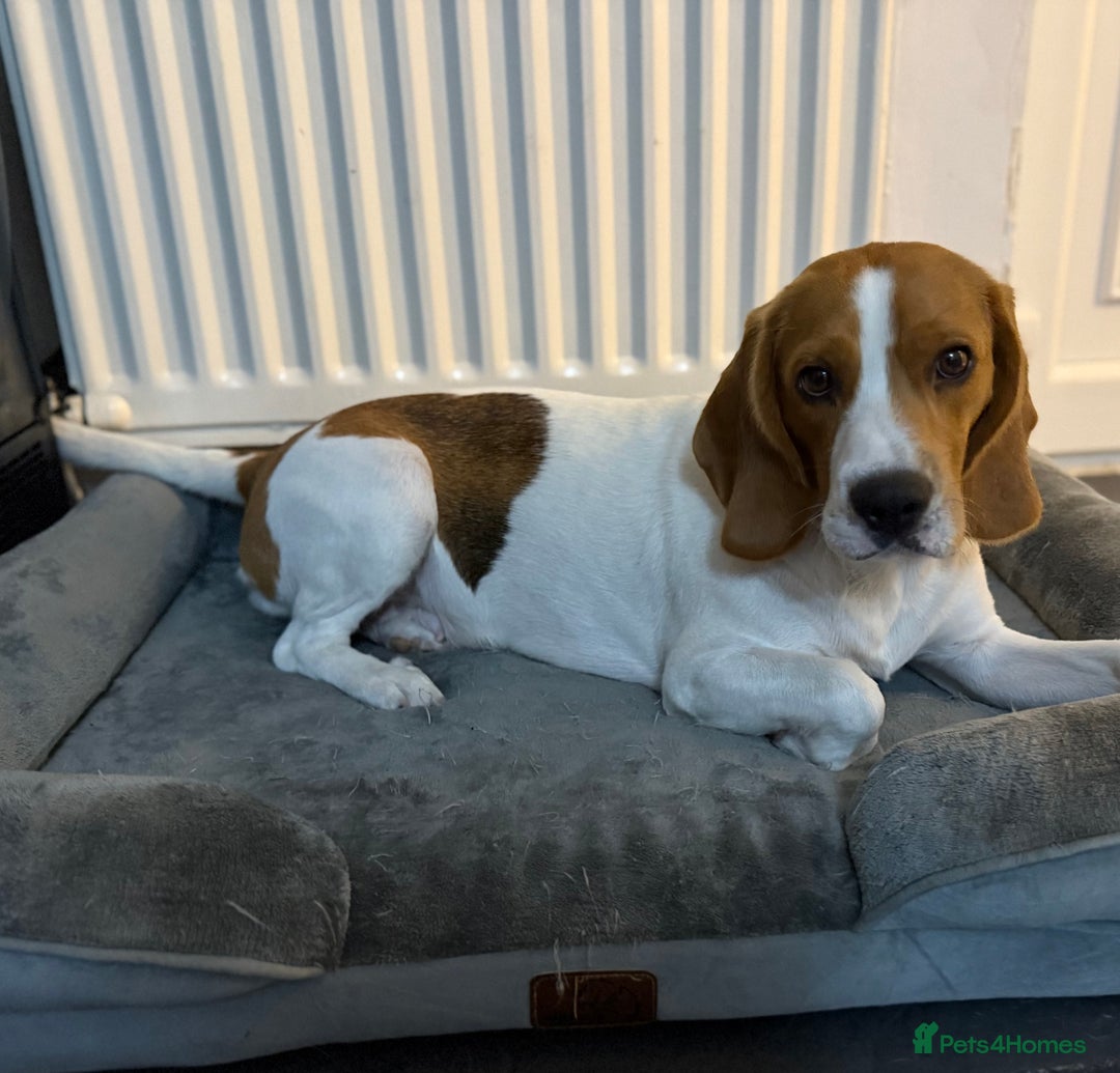 Beagle dogs for sale: Beagle puppies - Image 14