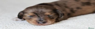 Miniature Dachshund 4