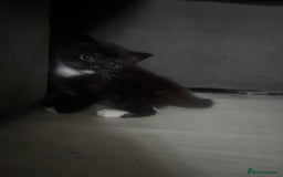 Mixed Breed cats for sale: Beautiful mixed breed kittens - Image 1