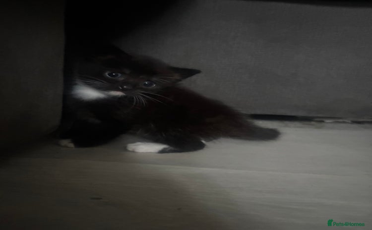Mixed Breed cats - Advert 4
