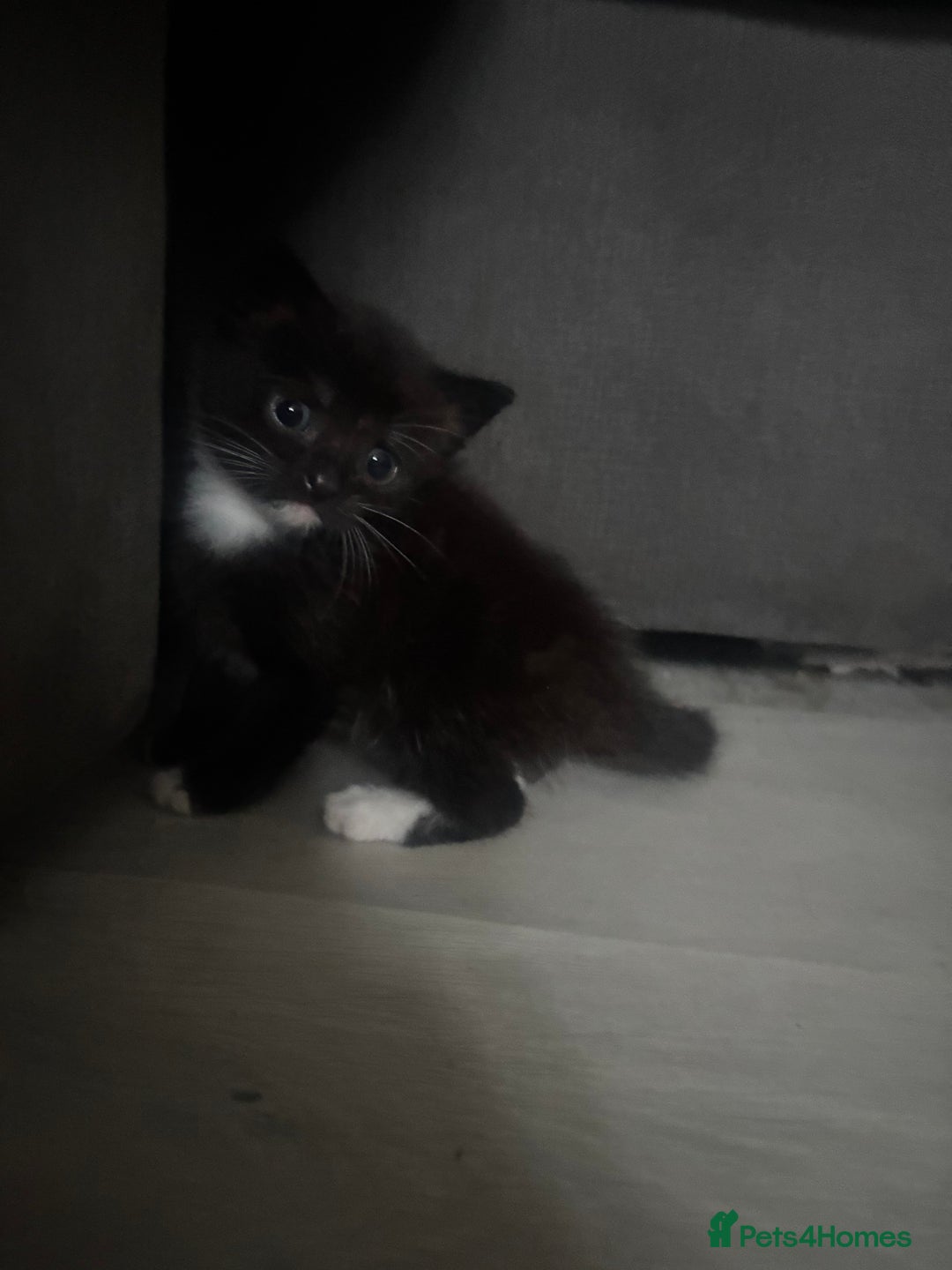 Mixed Breed cats for sale: Beautiful mixed breed kittens - Image 1