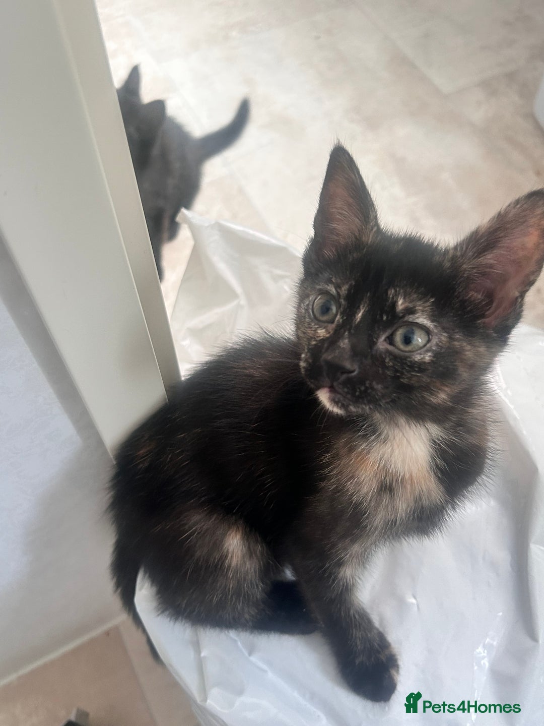 Mixed Breed cats for sale: 5 beautiful kittens ready for a new loving home  - Image 23