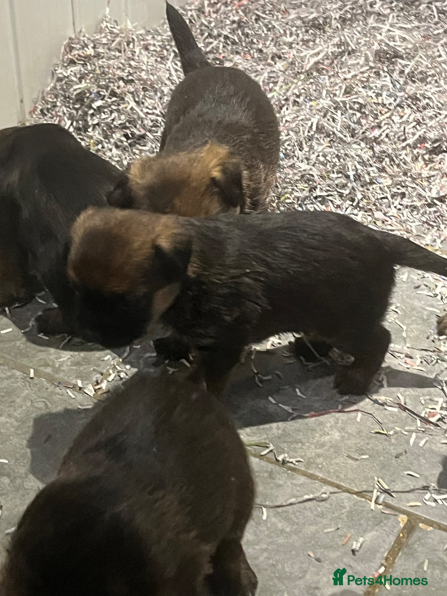 Border Terrier dogs KC reg Slem clear border terrier pups reg breeder - Advert 2