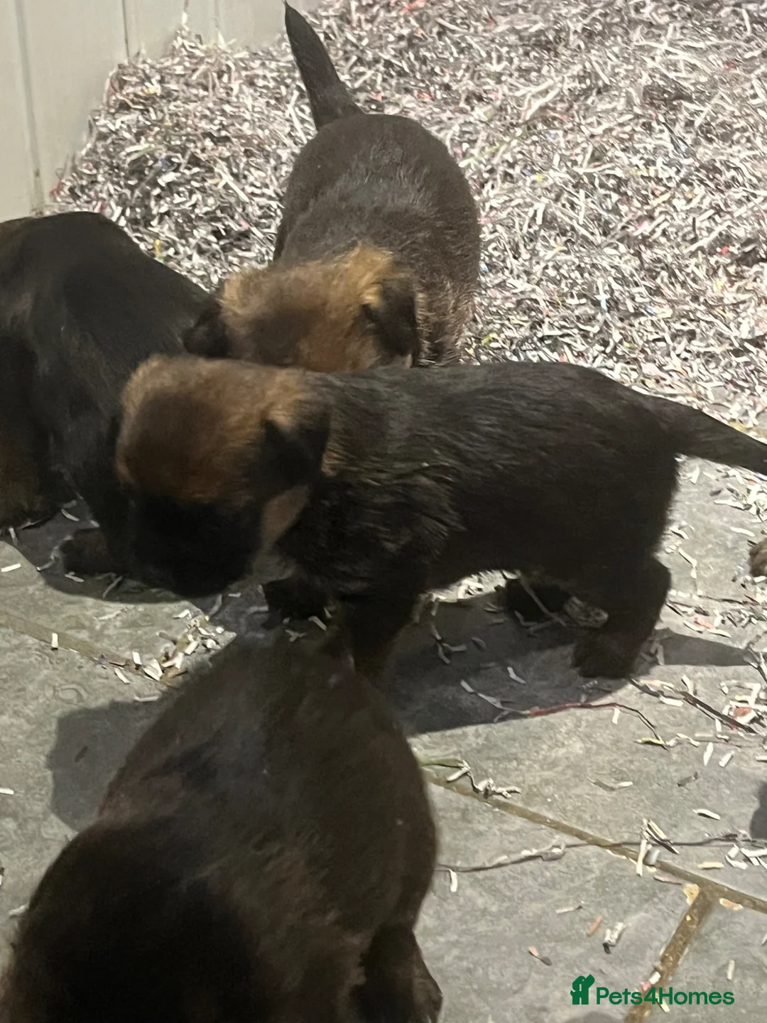 Border Terrier dogs for sale: KC reg Slem clear border terrier pups reg breeder - Advert 1