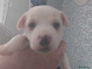 Jack Russell dogs - Advert 21