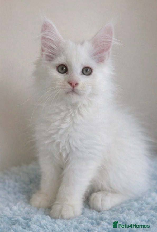 Maine Coon cats Outstanding pedigree kittens available  - Advert 15