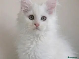 Maine Coon cats Outstanding pedigree kittens available - Advert 15