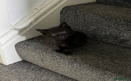 Mixed Breed cats for sale: 3 stunning mixed breed kittens - Image 3