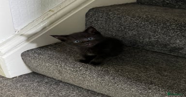 Mixed Breed cats - Advert 4