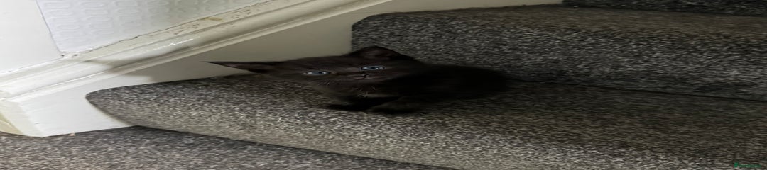 Mixed Breed Kitten 3
