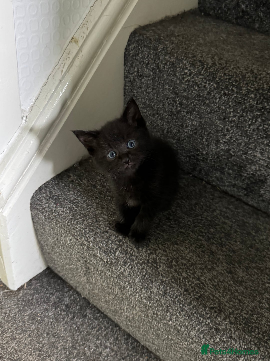 Mixed Breed cats for sale: 3 stunning mixed breed kittens - Image 3