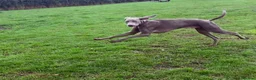 Weimaraner dogs for sale: Loving Boy Needs Calm & Reassuring Forever Home  - Advert 2