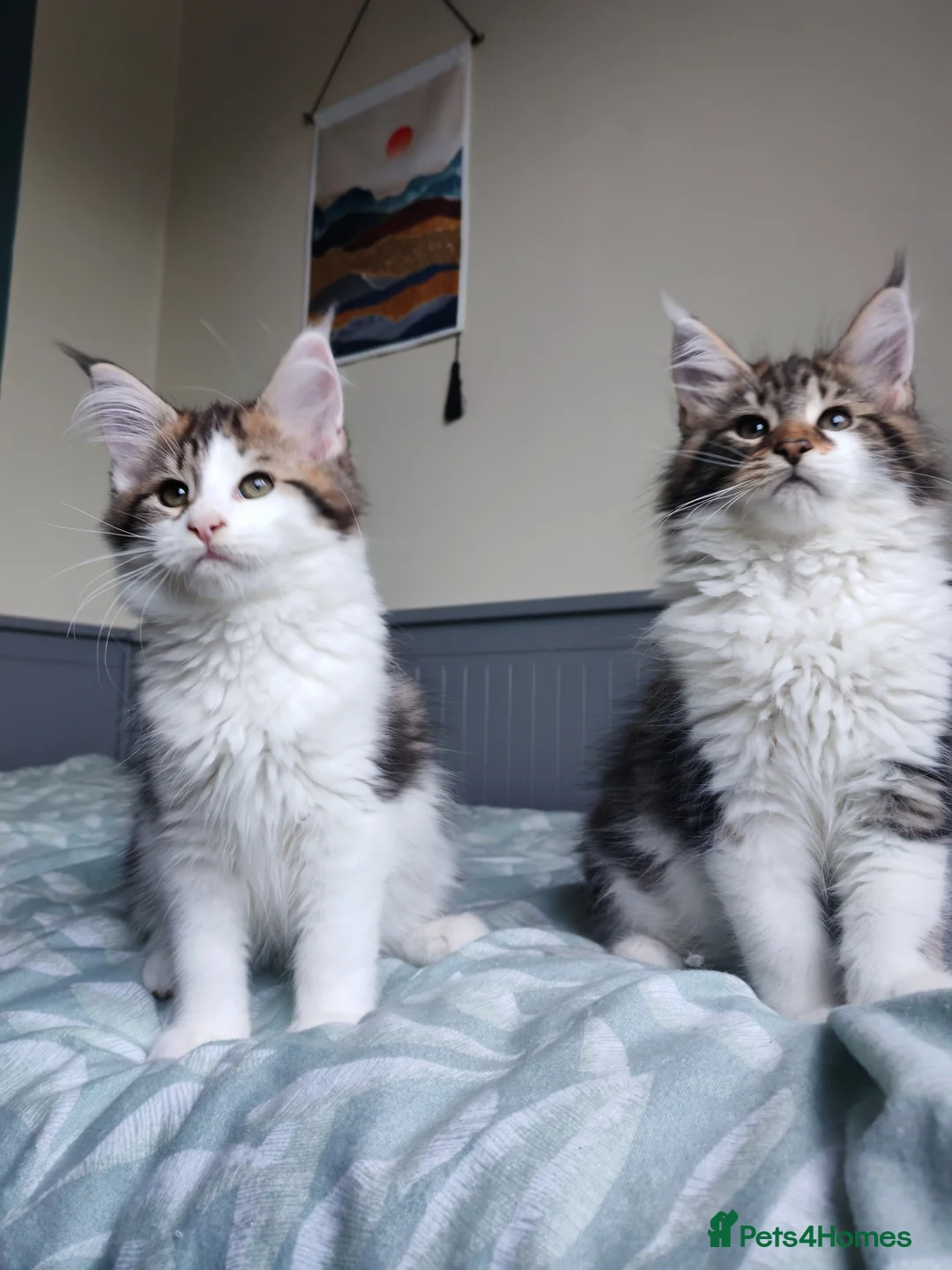 Maine Coon cats for sale: Purebred Maine coon 😍😍 - Advert 4