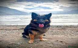 German Shepherd dogs for sale: 11 Beautiful German Shepherd Puppies 😍 - Image 11