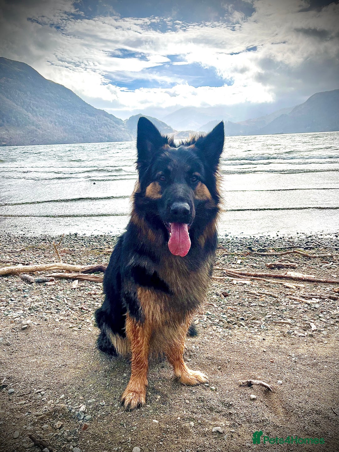 German Shepherd dogs for sale: 11 Beautiful German Shepherd Puppies 😍 - Image 11
