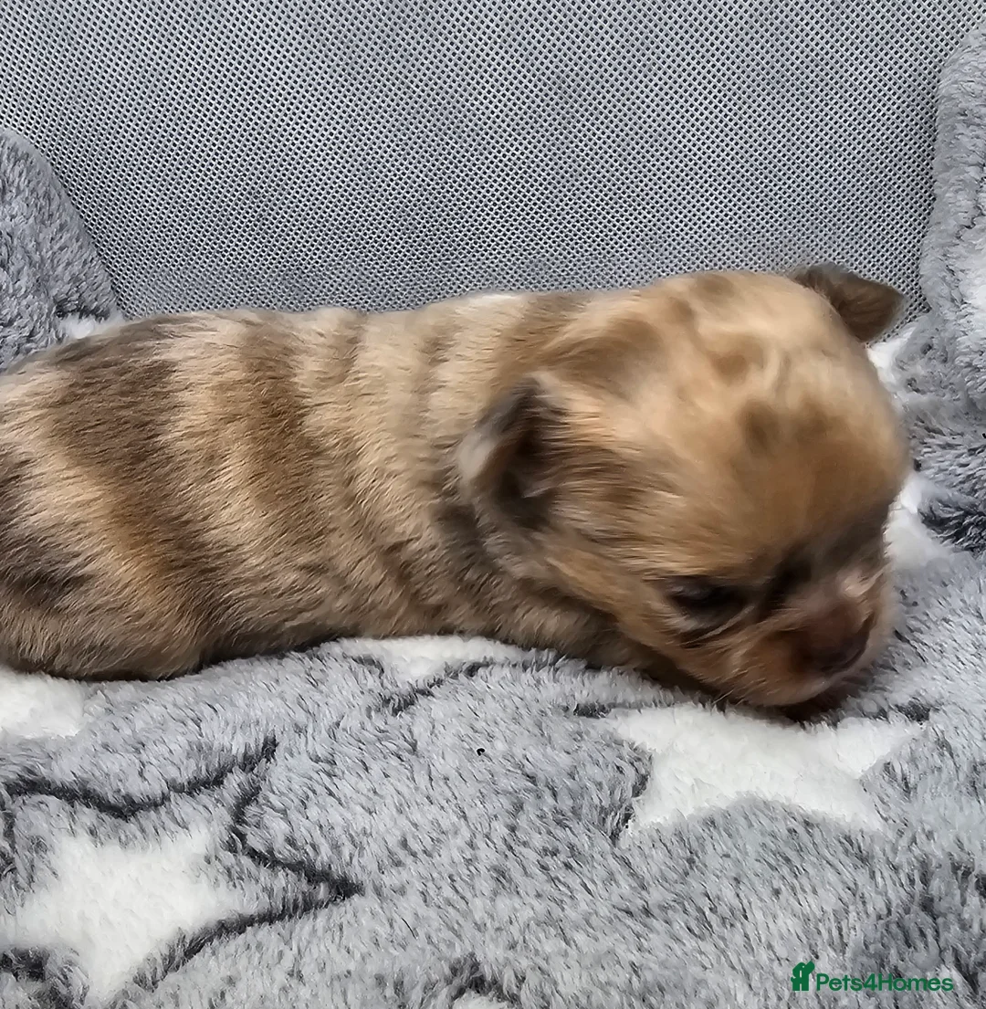 Chihuahua dogs for sale: Chiuahuah pups......lilac merle, fawn, white brown - Advert 38