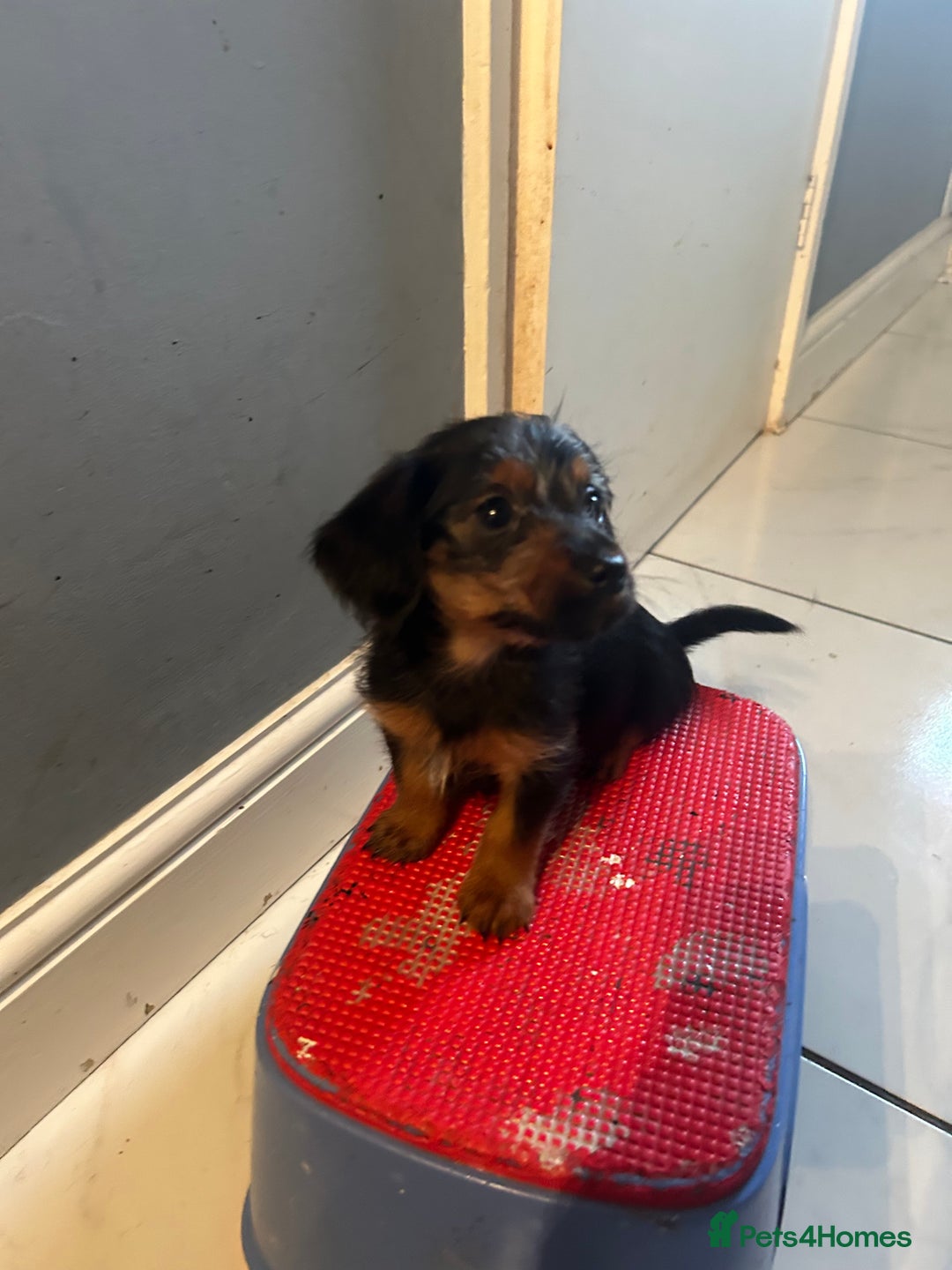 Mixed Breed dogs for sale: Miniature Dorkies - Image 2