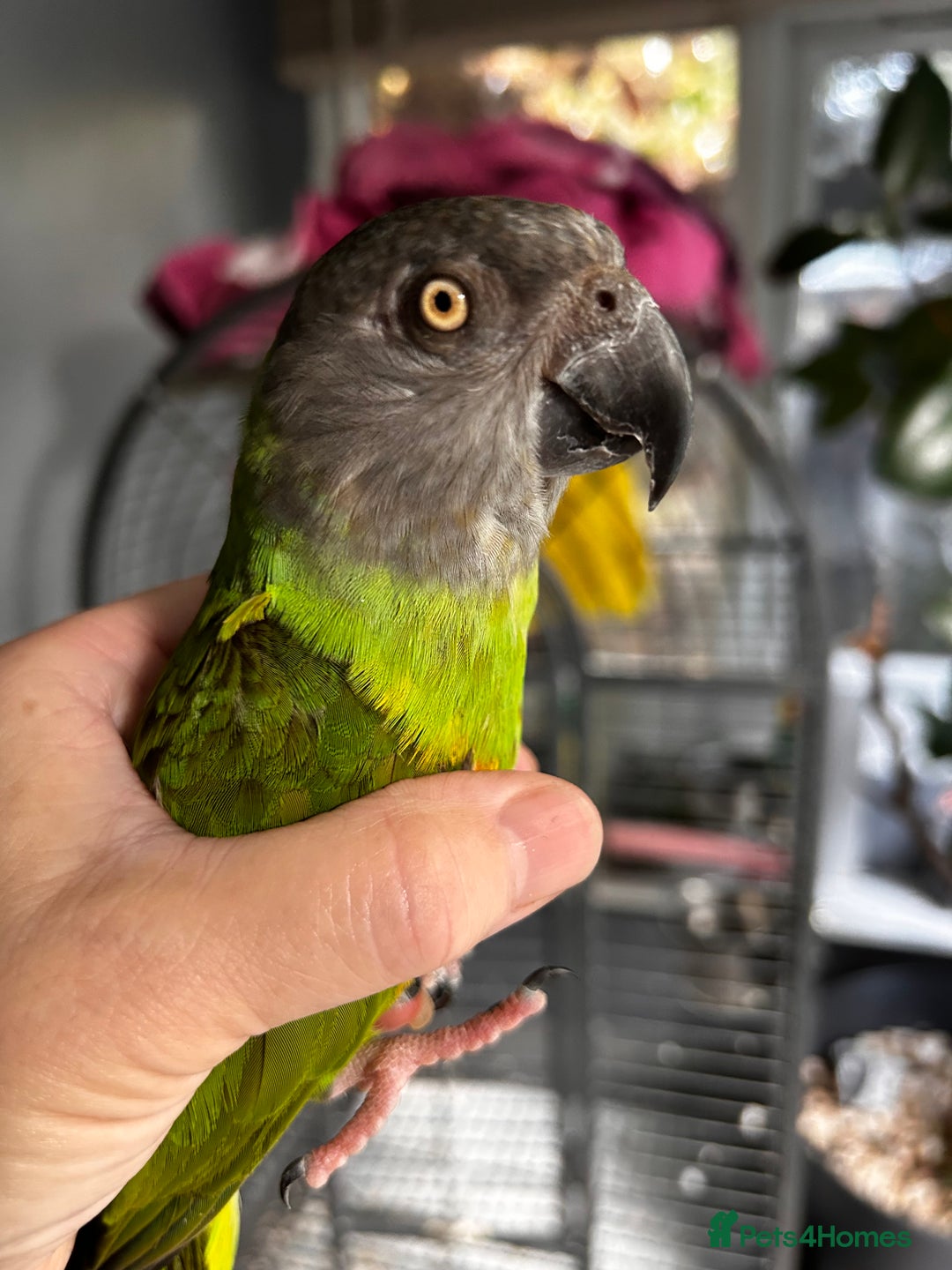 Parrots birds for sale: Beautiful female Senegal parrot for sale - Image 1