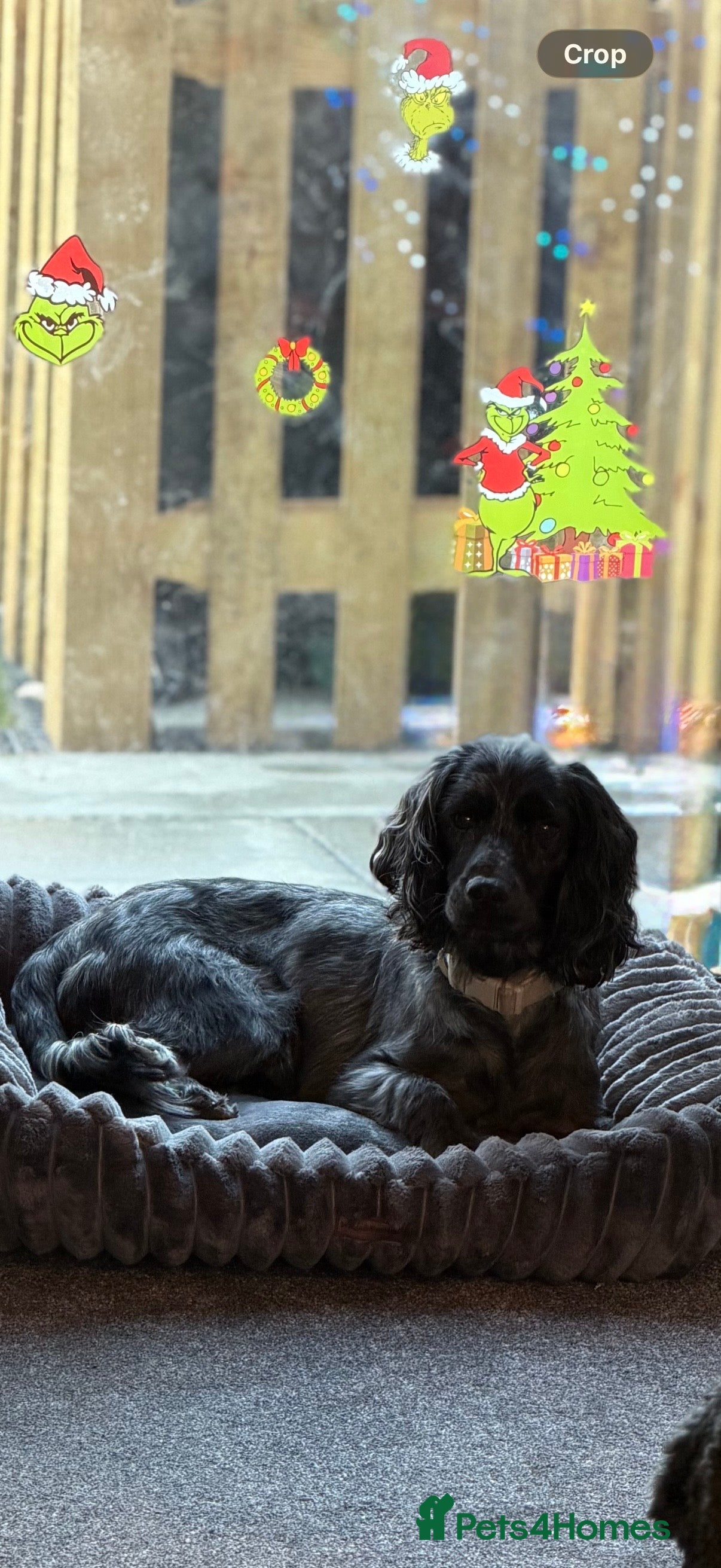 Cocker Spaniel dogs Obie  - Advert 1