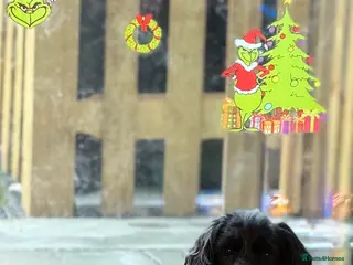 Cocker Spaniel dogs Obie - Advert 4