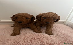 Cockapoo dogs for sale: 2 beautiful cockapoos for sale  in Scarborough - Image 1