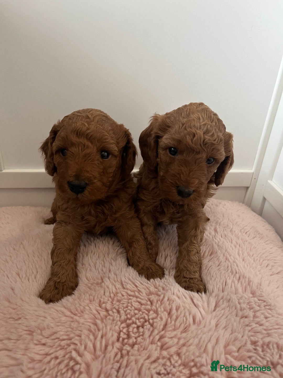 Cockapoo dogs for sale: 2 beautiful cockapoos for sale  in Scarborough - Image 1