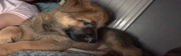 German Shepherd dogs for sale: German shepherd pup in Swansea - Advert 3