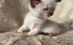 Ragdoll cats for sale: 2 male pure Ragdoll kittens ready now!  - Image 11