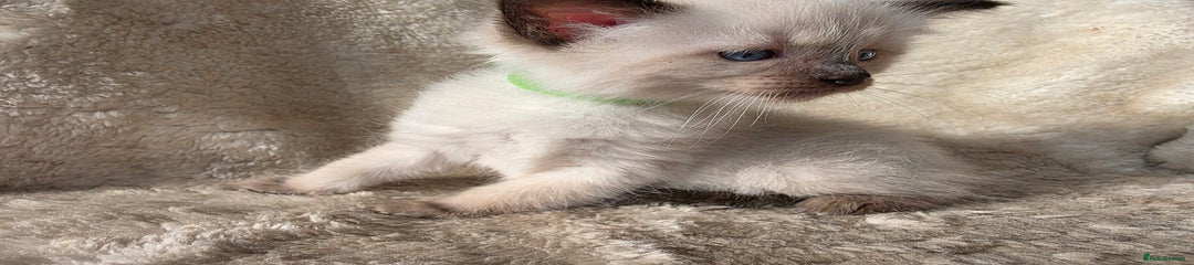 Ragdoll Kitten 3