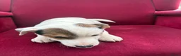 Jack Russell dogs for sale: Jack Russell puppies in Lampeter - Advert 10