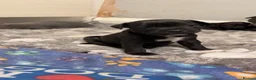Staffordshire Bull Terrier dogs for sale: Staffy pups 3 left  - Advert 7