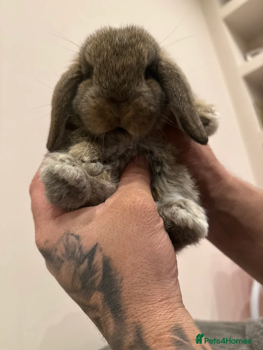 Mini Lop rabbits for sale: Stunning Mini Lop, Ready To Reserve - Advert 8