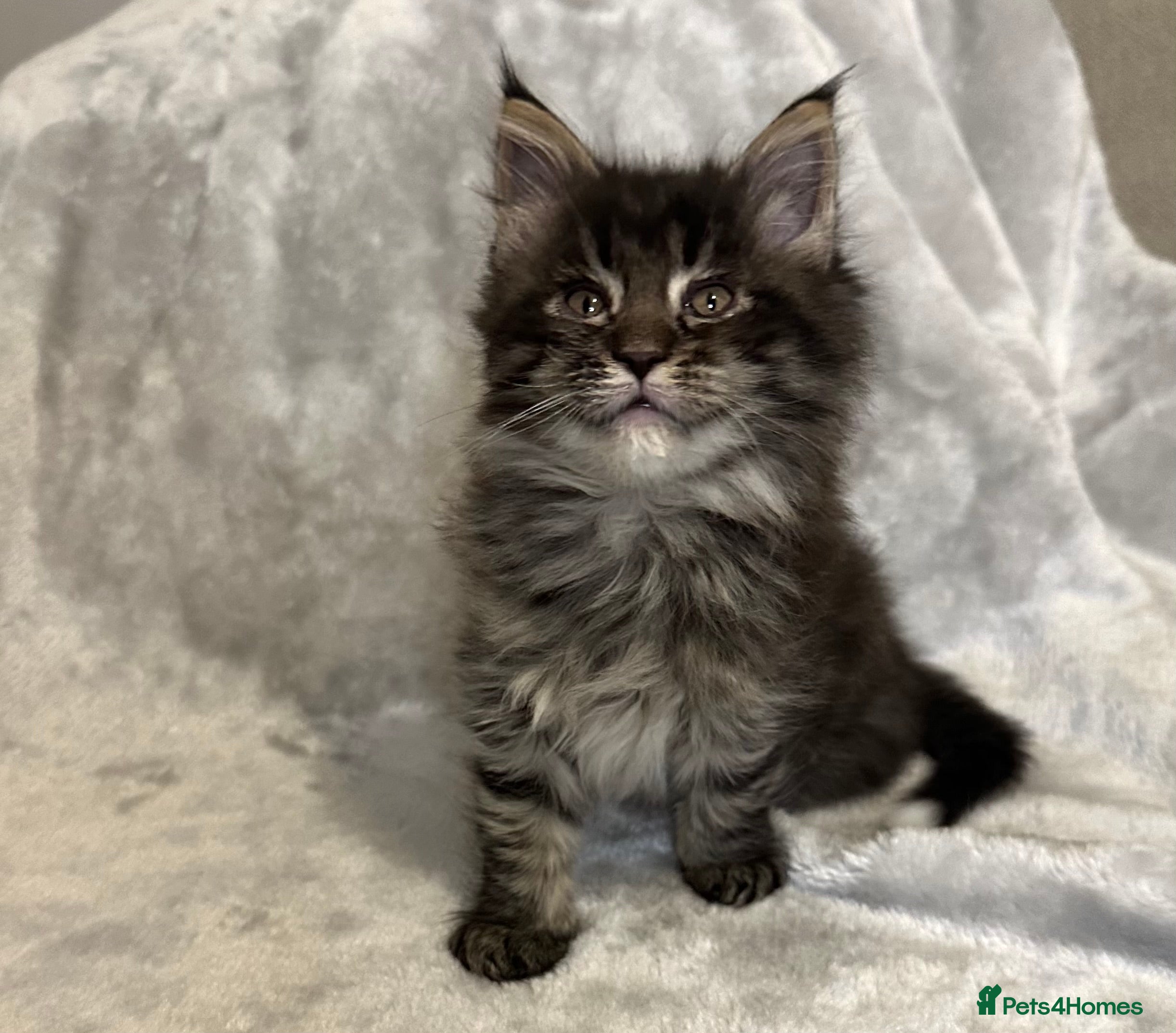 Maine Coon cats Gorgeous Maine Coon boy  - Advert 5