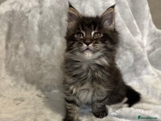 Maine Coon cats Gorgeous Maine Coon boy - Advert 5