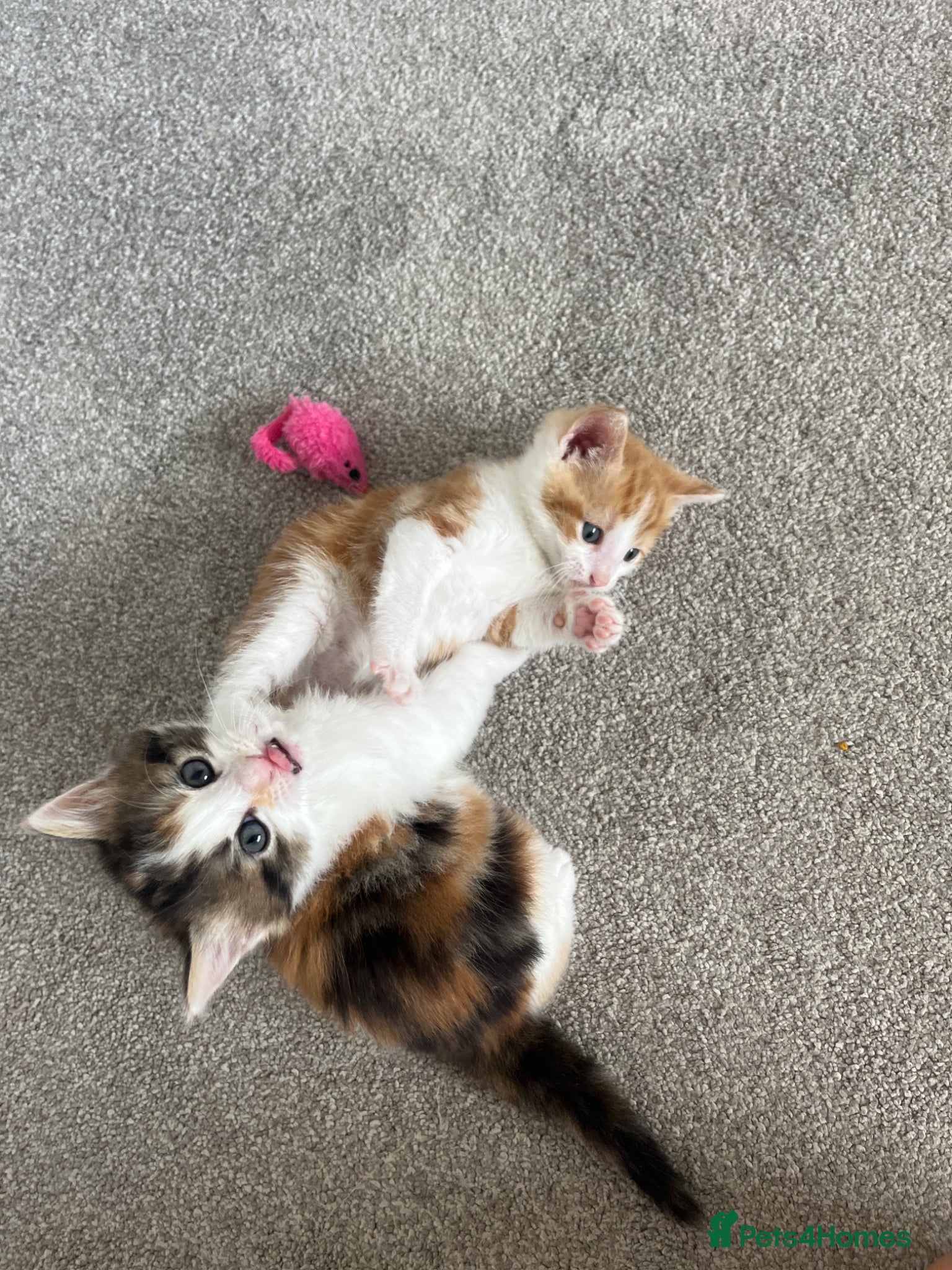Mixed Breed cats for sale: 6 friendly and playful kittens - Advert 4