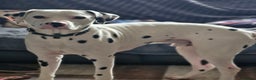 Dalmatian dogs for sale: 12 month dalmation needs a new home - Advert 6