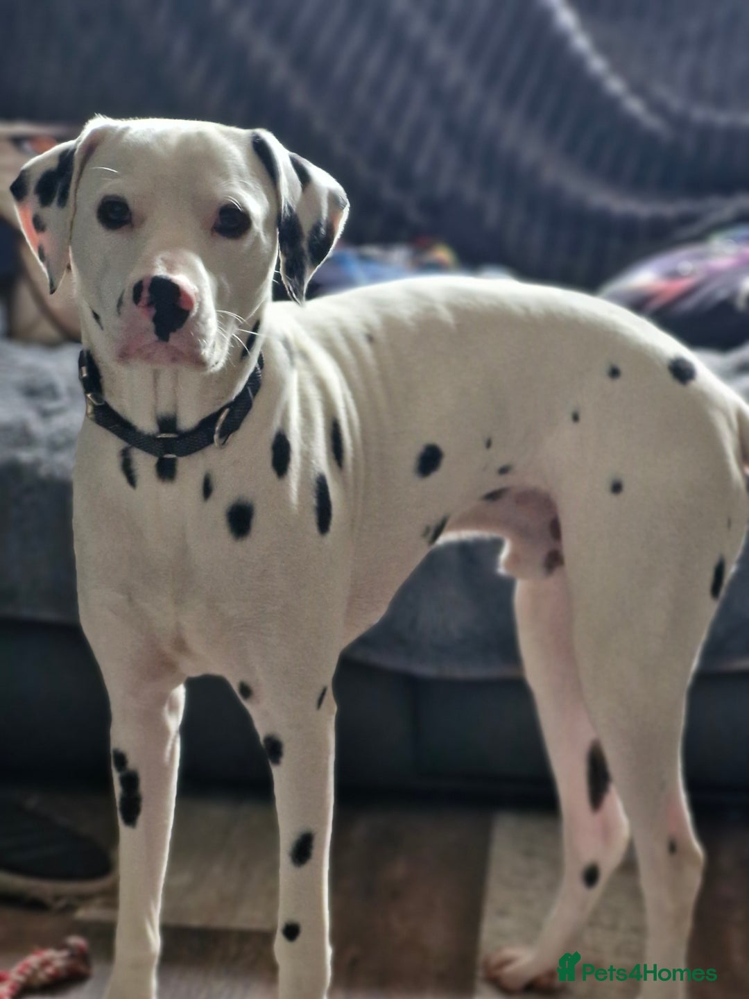 Dalmatian dogs for sale: 12 month dalmation needs a new home - Advert 6
