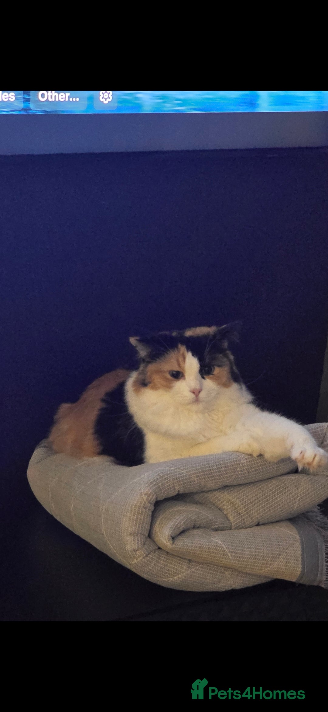 Domestic Shorthair cats for sale: Lovely Kitten to be rehomed - Image 8