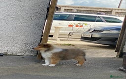 Rough Collie dogs for sale: ROUGH COLLIE SABLE AND WHITE PUPPIES - Image 3
