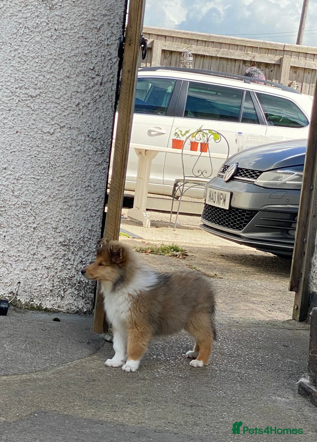 Rough Collie dogs for sale: ROUGH COLLIE SABLE AND WHITE PUPPIES - Image 3