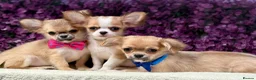 Chihuahua dogs for sale: Ready now Stunning long coat chihuahua’s  - Advert 5