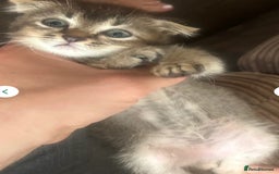 Mixed Breed cats for sale: 3 gorgeous kittens ready now Scottish fold mix - Image 20