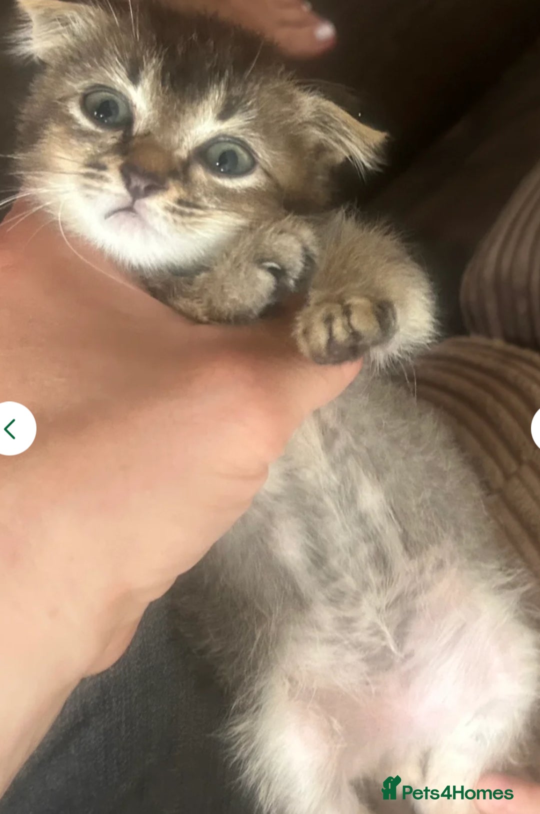 Mixed Breed cats for sale: 3 gorgeous kittens ready now Scottish fold mix - Image 20