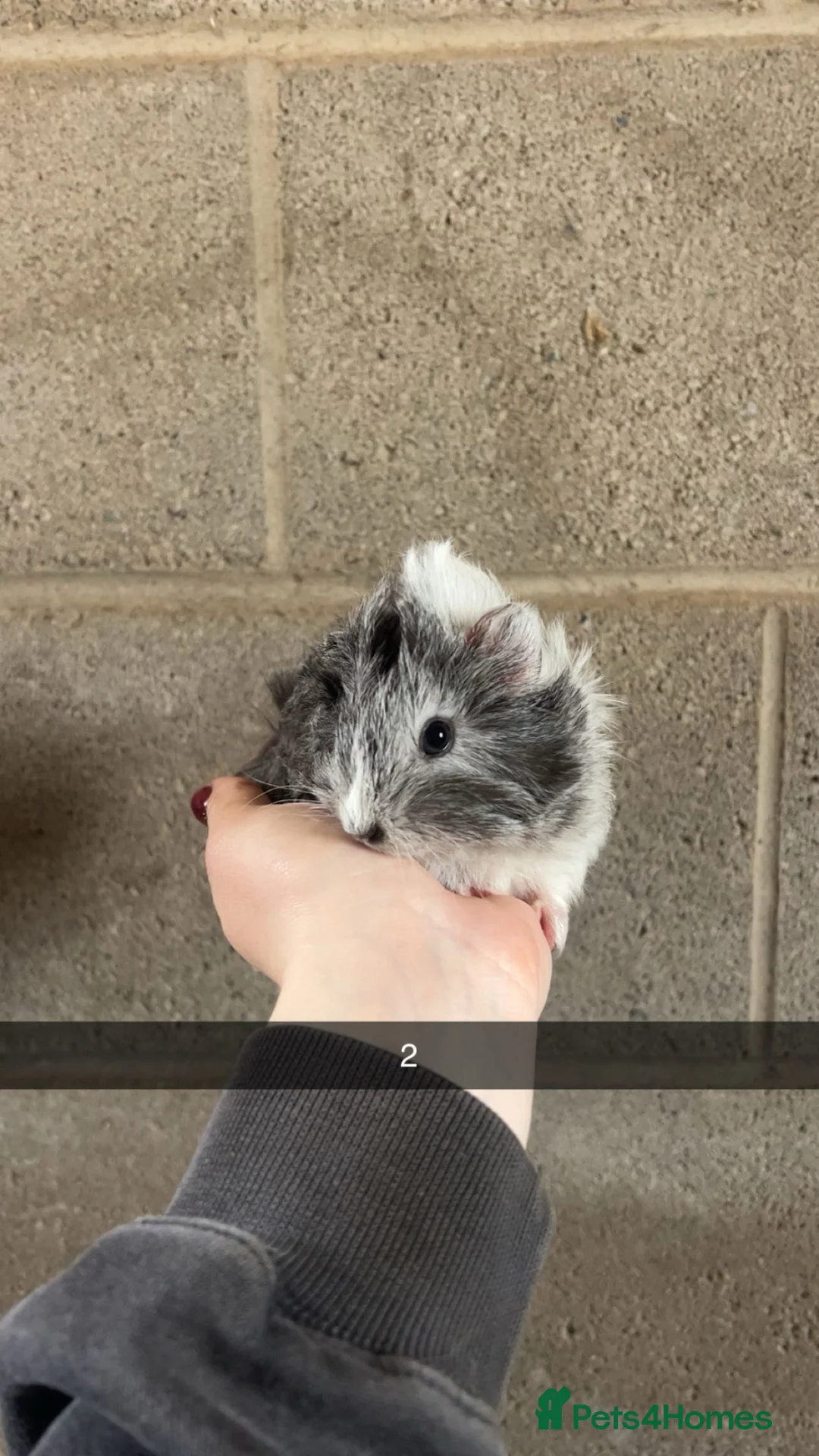 Guinea Pig rodents for sale: Two lovely girls looking for their forever homes!  - Advert 6