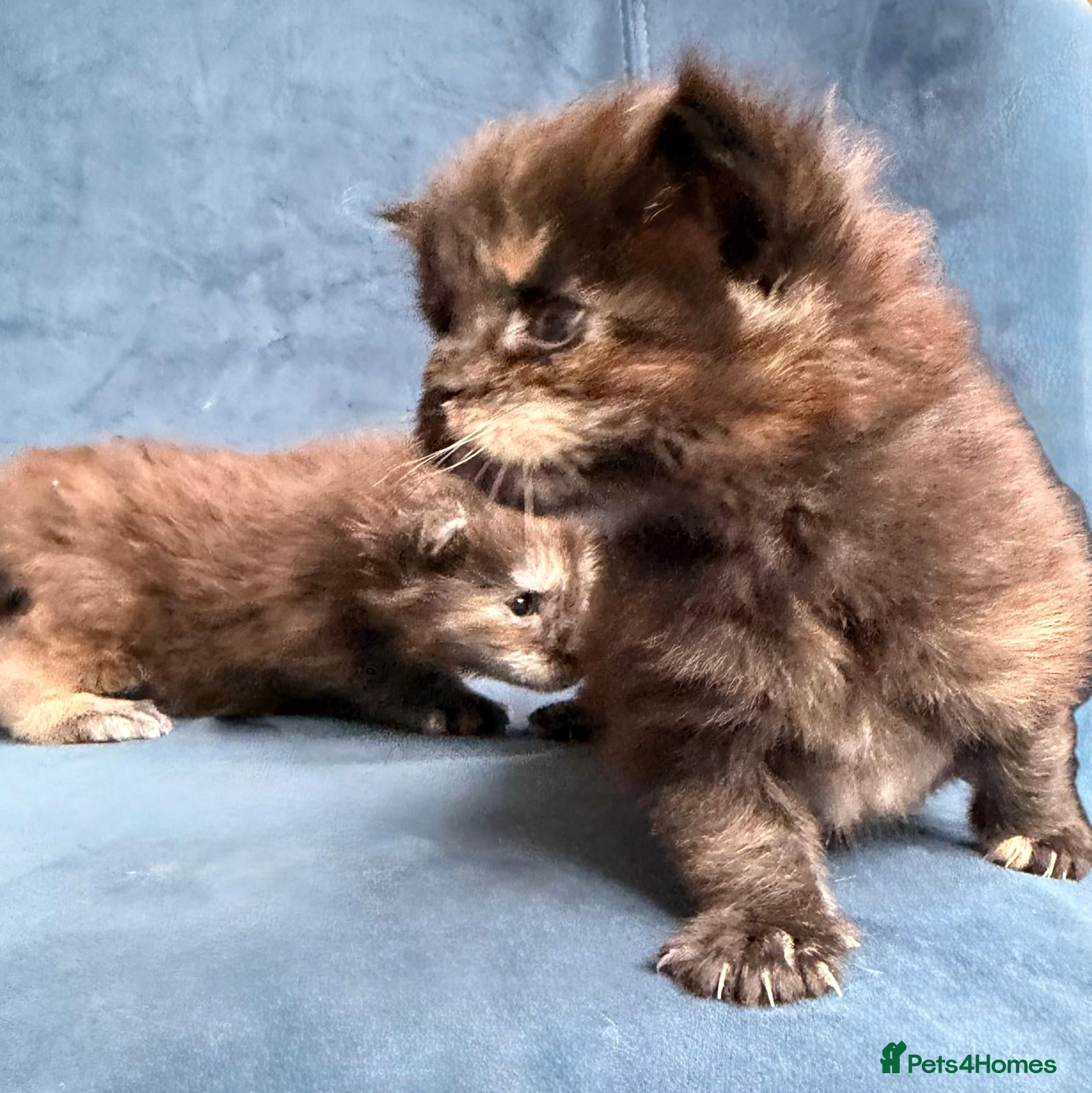 Maine Coon cats XL MAINE COON KITTENS UNIQUE COLOUR XL BLOODLINE - Advert 1
